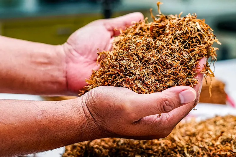 Tabaco extrafino nas mãos