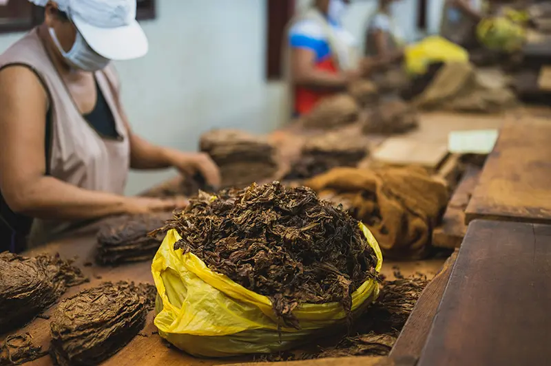 Folhas de tabaco sendo selecionadas